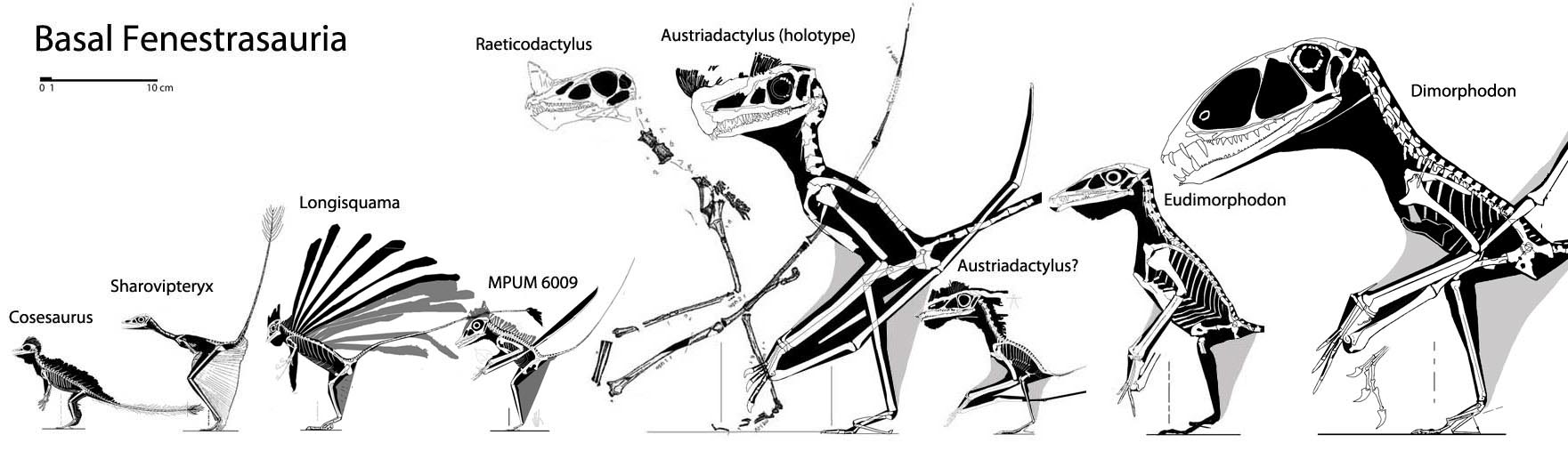 Fenestrasauria