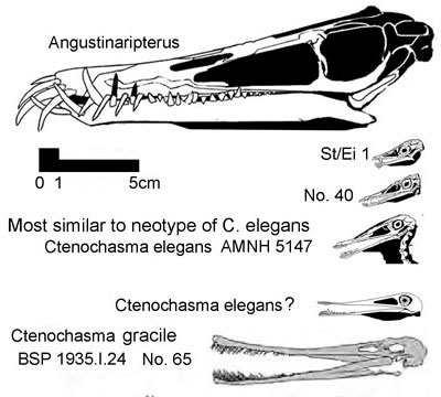 Protoctenochasmatids