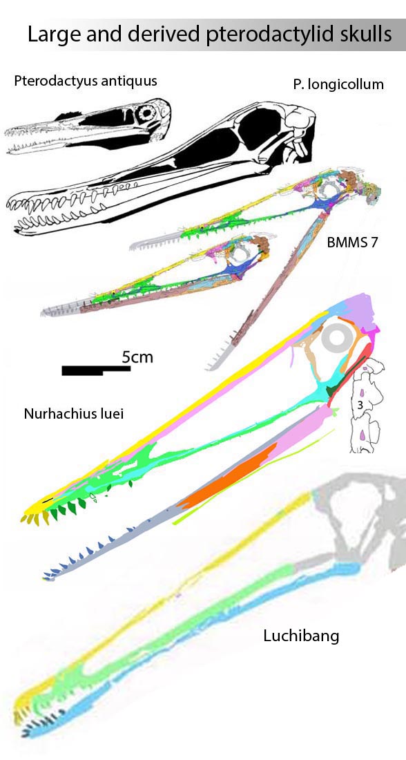 BMMS 7 Pterodactylus