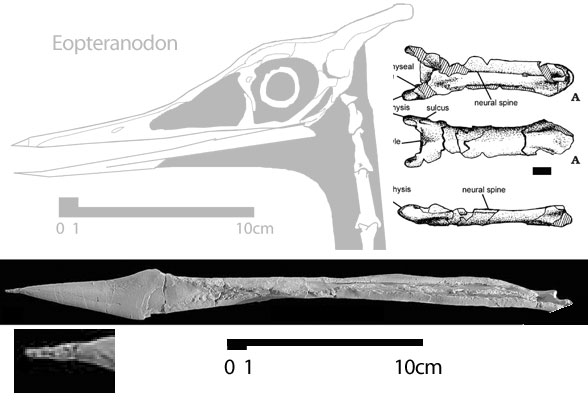 Bakonydraco