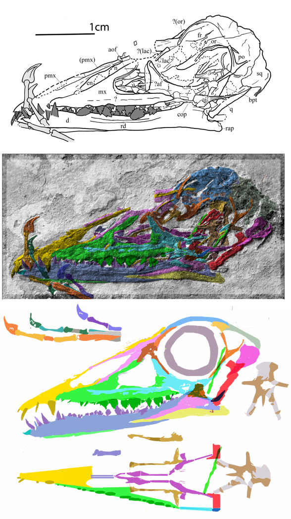 Bergamodactylus in situ and reconstructed