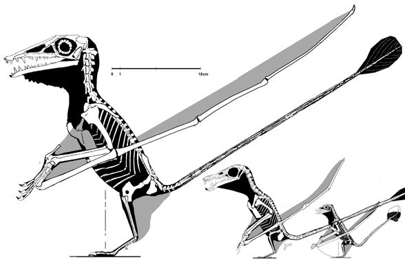 Campylognathoides-Rhamphorhynchus transition