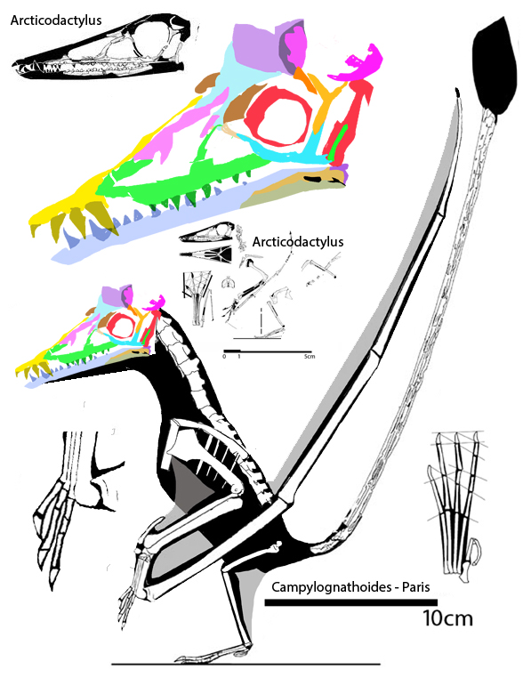 Campylognathoides zitteli, the Paris specimen