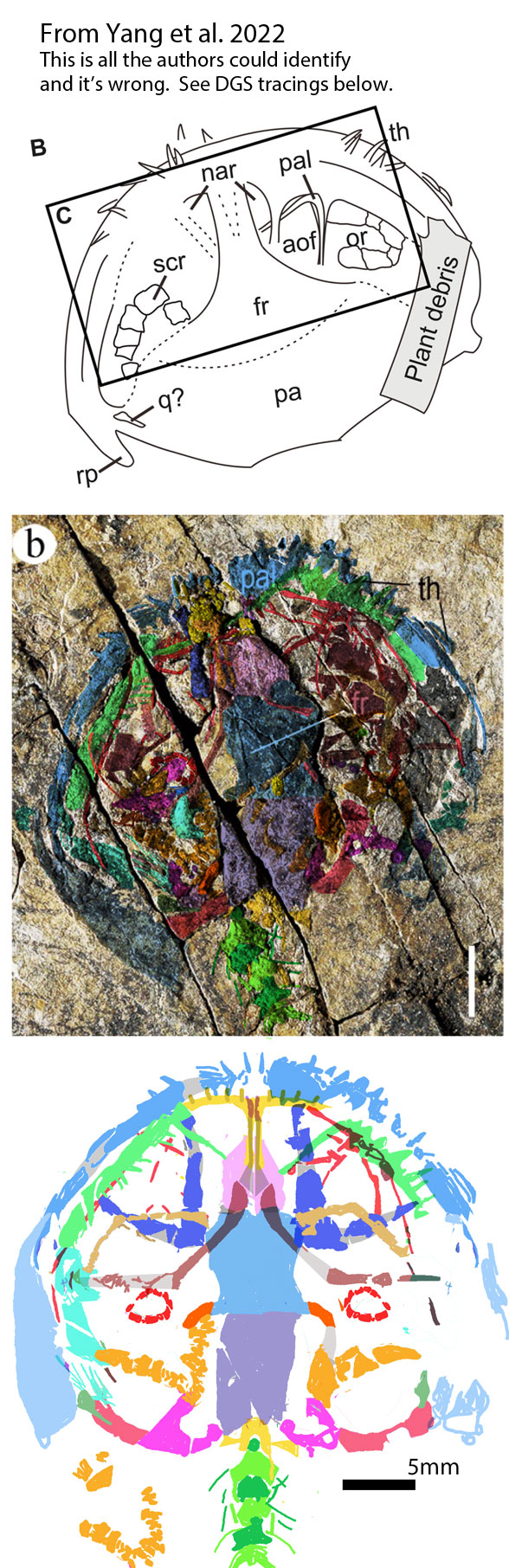 Cascocauda skull