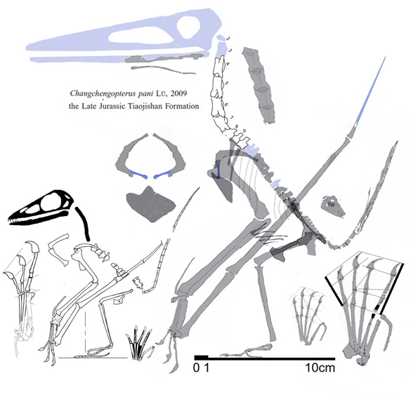 Chanchengopterus referred specimen