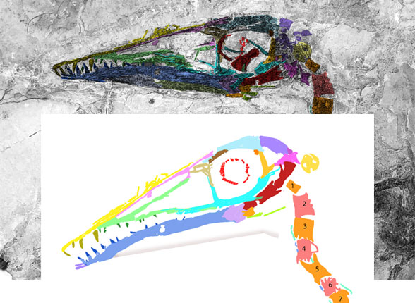 ChinaX skull in situ and reconstructed