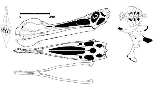 Criorhynchus