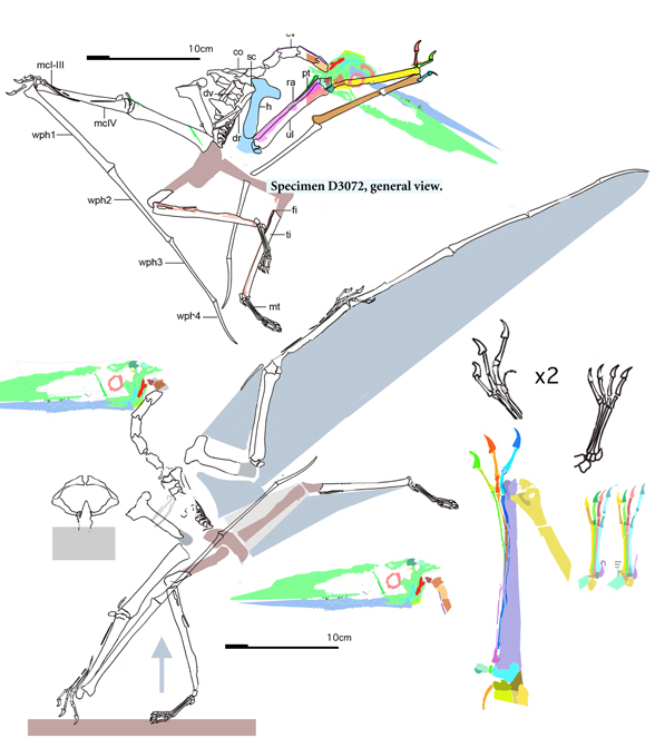 D3072 not Sinopterus