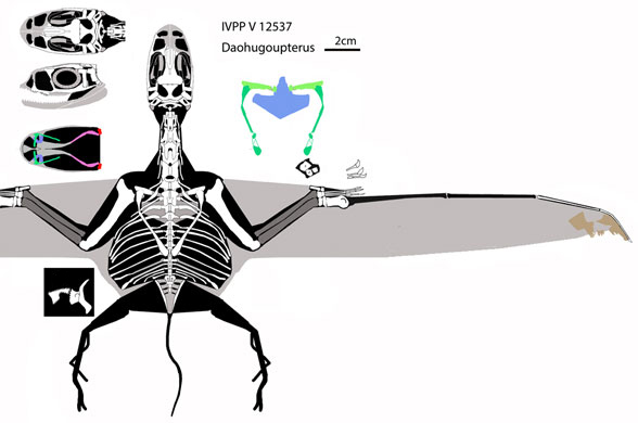 Daohugoupterus