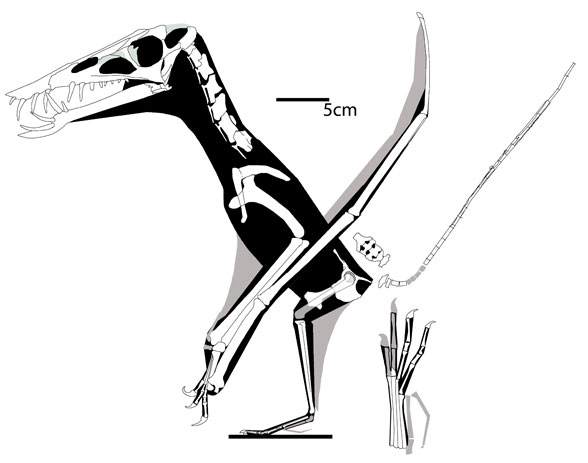 Dorygnathus MBR 1929.16 specimen