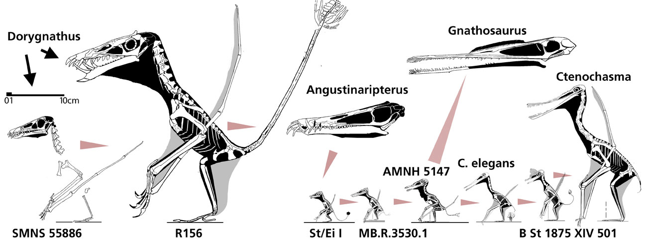 Dorygnathus - Ctenochasmatid clade