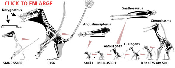 Dorygnathus-Ctenochasmatid Clade