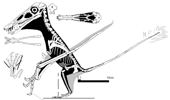 Dorygnathus SMNS 50164