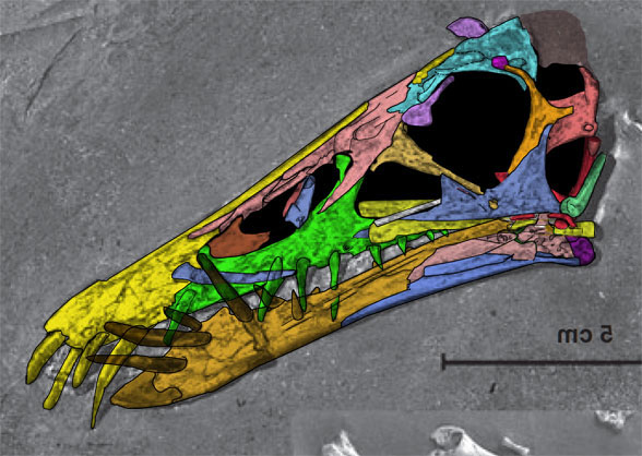 Dorygnathus SMNS55886 skull