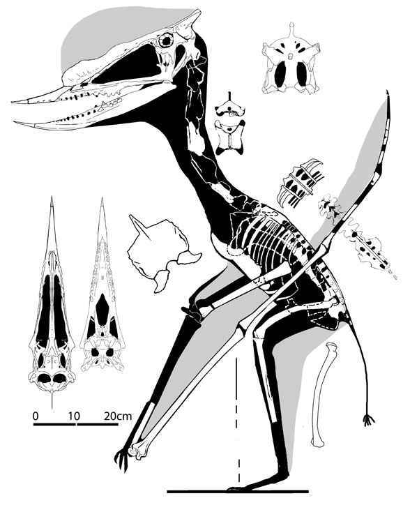 Dsungaripterus