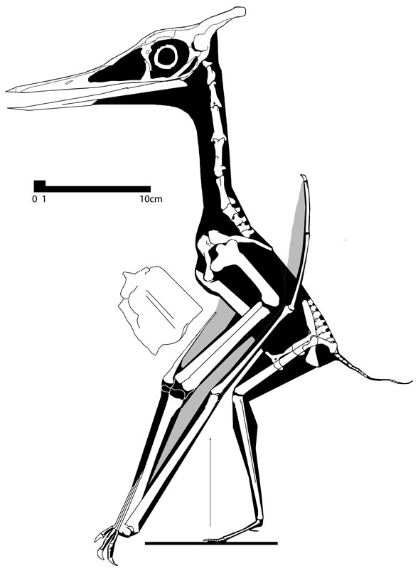 Eopteranodon