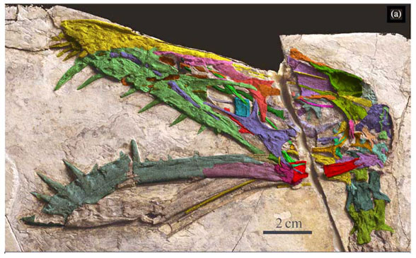 Jianchangnathus skull