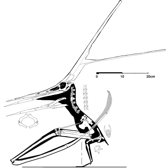 Crested Nyctosaurus KJ2