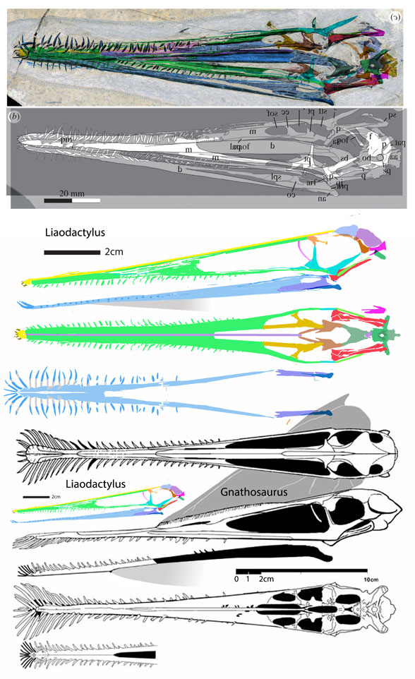 Liaodactylus