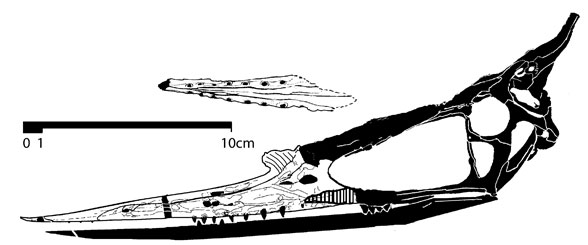 Lonchognathosaurus