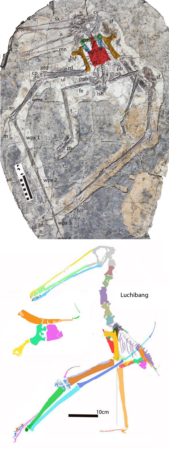 Luchibang insitu and reonstructed