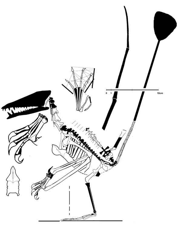 Nesodactylus