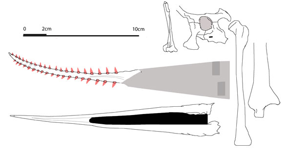 Prejanopterus