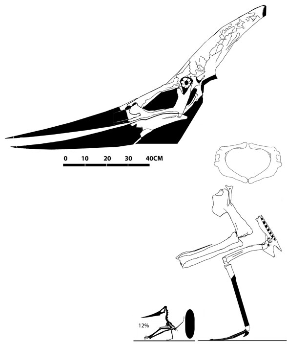 Pteranodon ingens