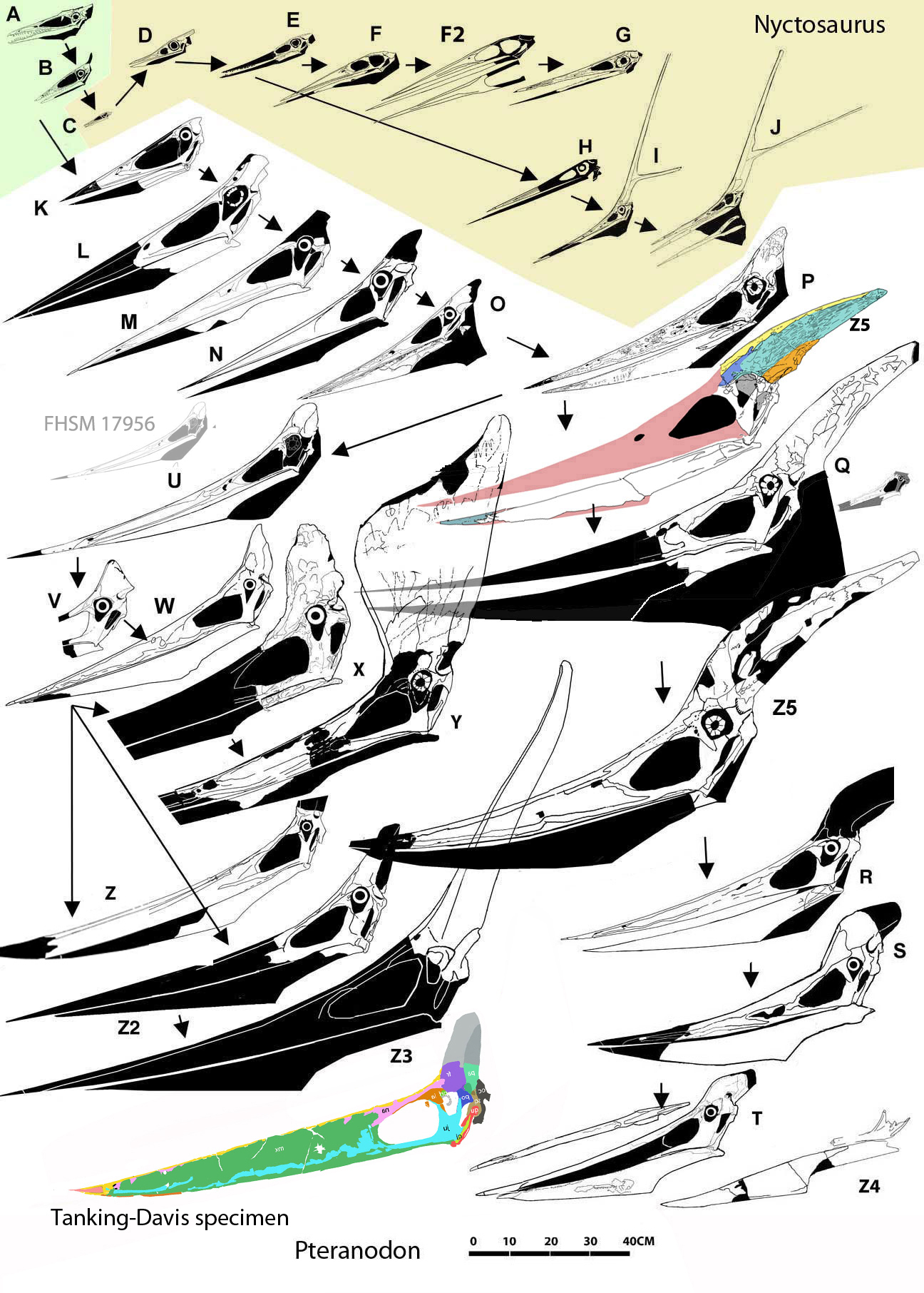 Pteranodon skulls to scale