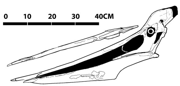 Pteranodon walkeri KUVP 221