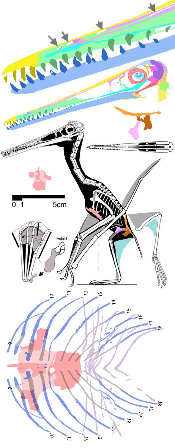 Pterodactylus No. 21