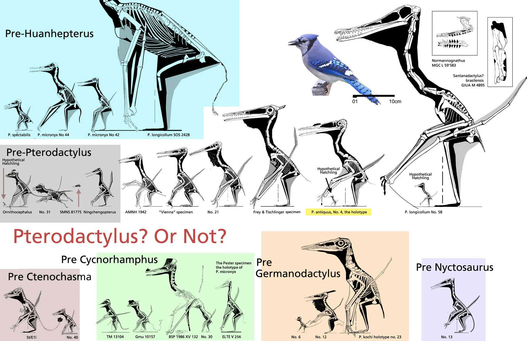 Pterodactylus or not