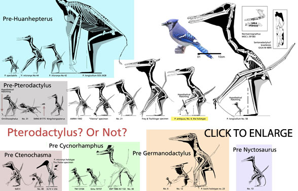 Pterodactylus or not?