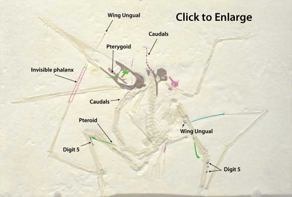 Pterodactylus antiquus in situ