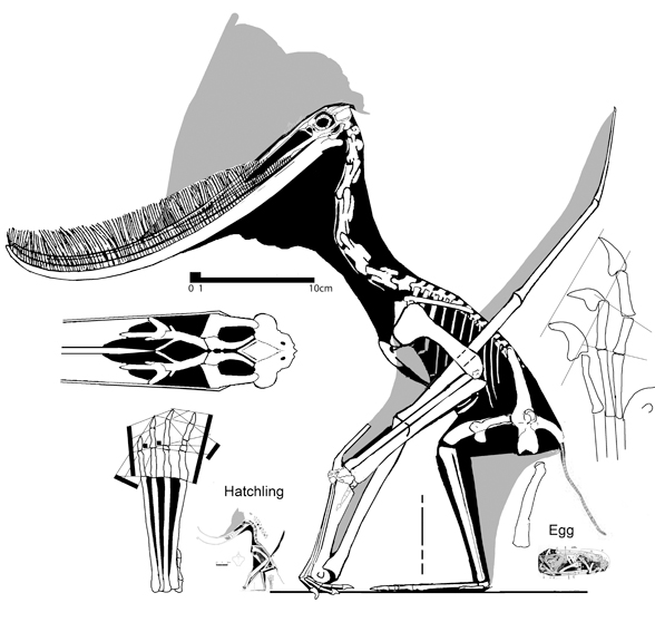 Pterodaustro adult