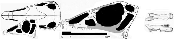 Pteromimus