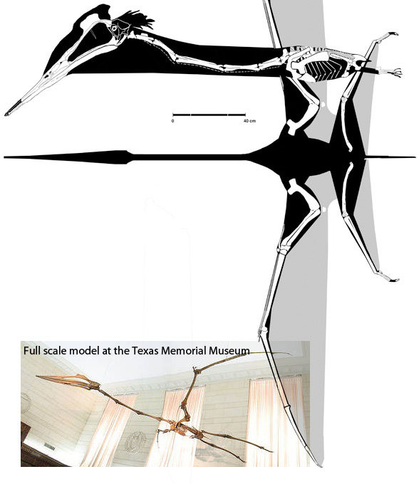 Quetzalcoatlus dorsal view