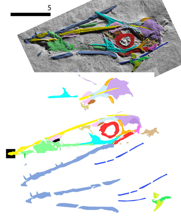 Rhamphodactylus skull