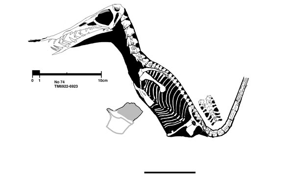 Rhamphorhynchus gemmingi, no 74