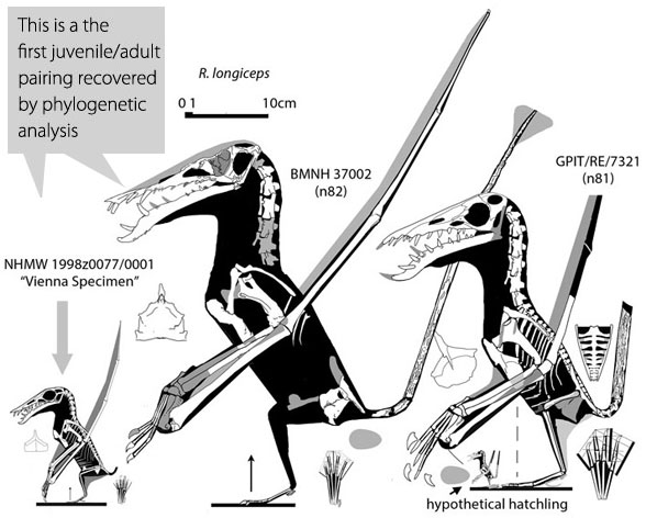 Rhamhorhynchus longiceps plus juvenile