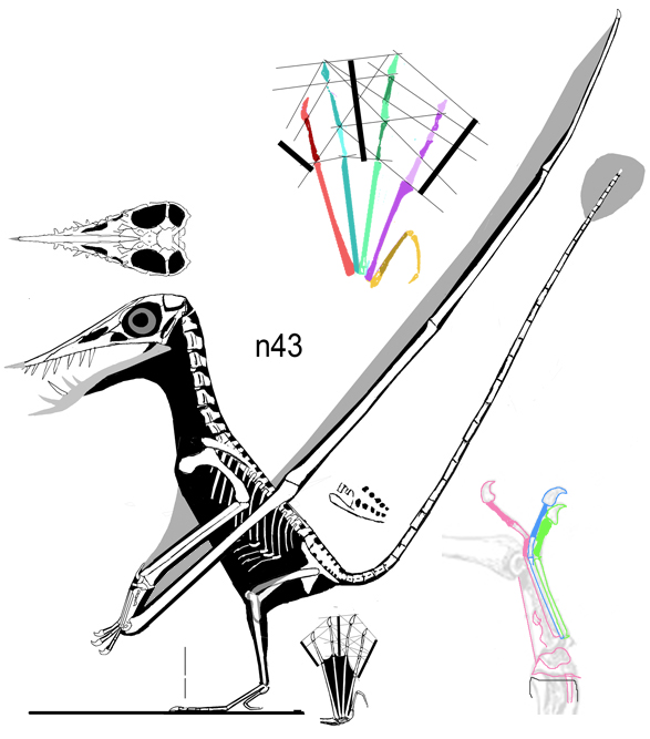 Rhamphorhynchus no. 43