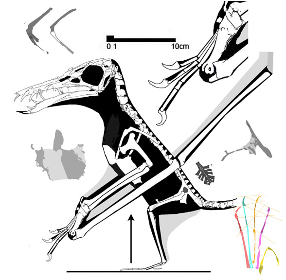 Rhamphorhynchus No. 52