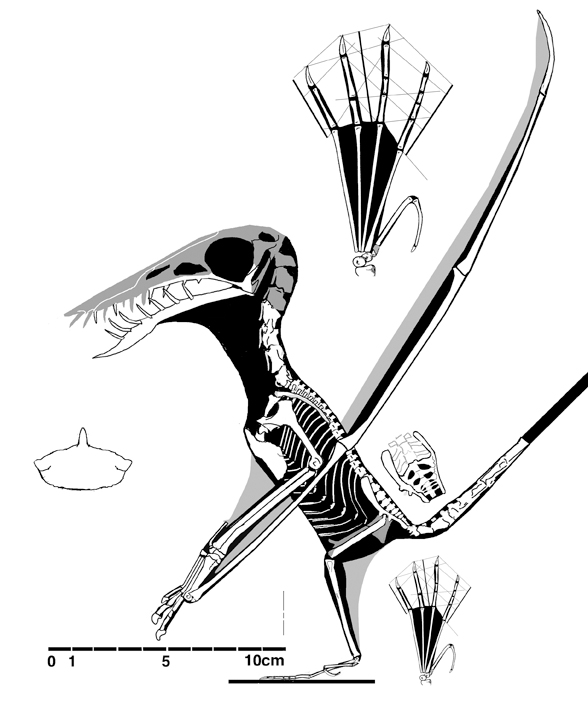 Rhamphorhynchus No. 38