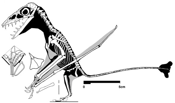 Scaphognathus SMNS 59395