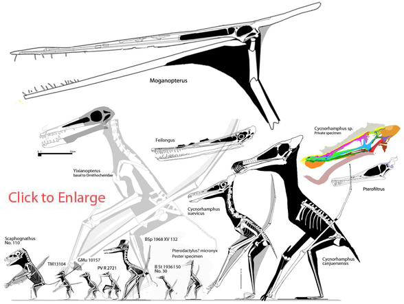 Cycnorhamphus, its sisters and predecessors