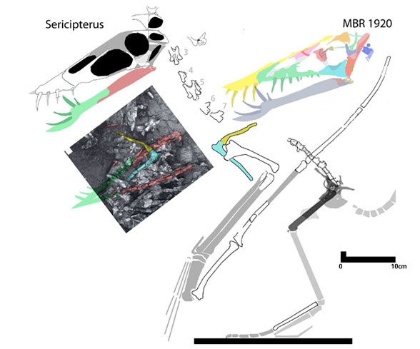 Sericipterus