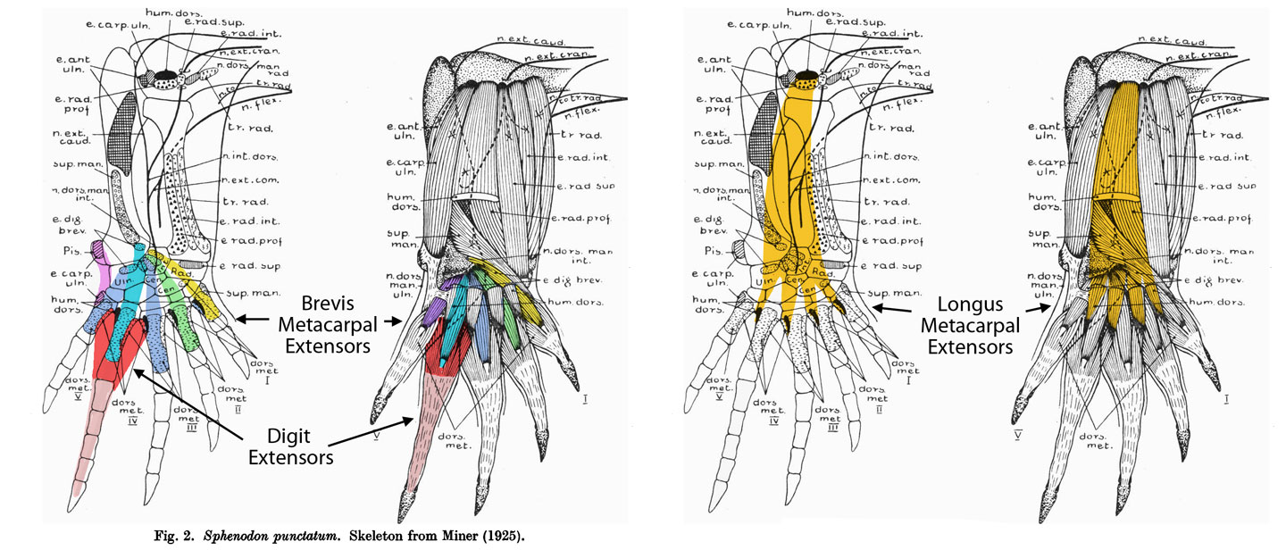 Sphenodon hand extensors