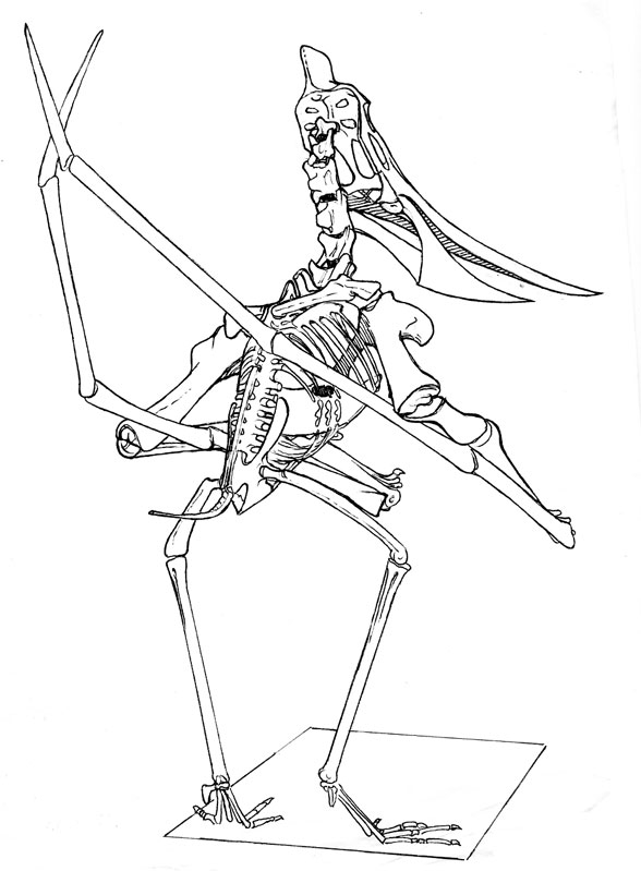 Standing Pteranodon