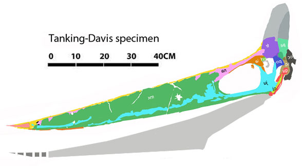 Tanking-Davis_Pteranodon