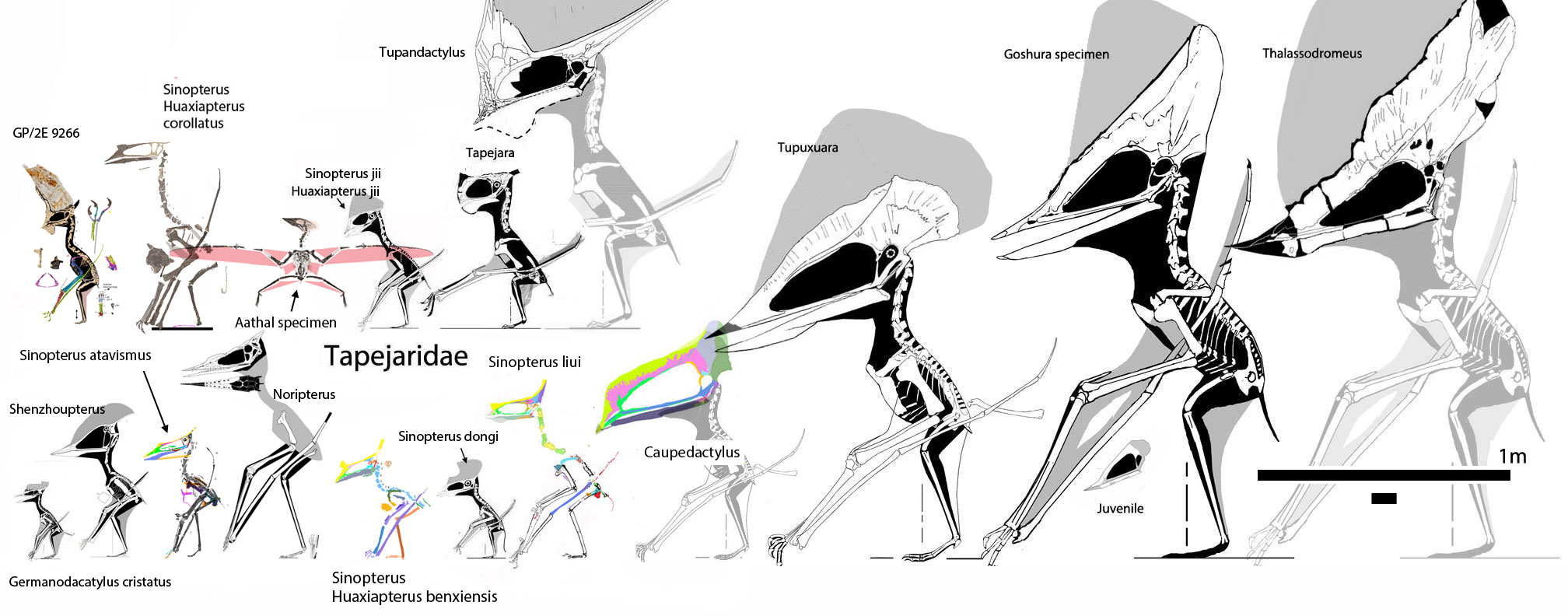 Tapejaridae